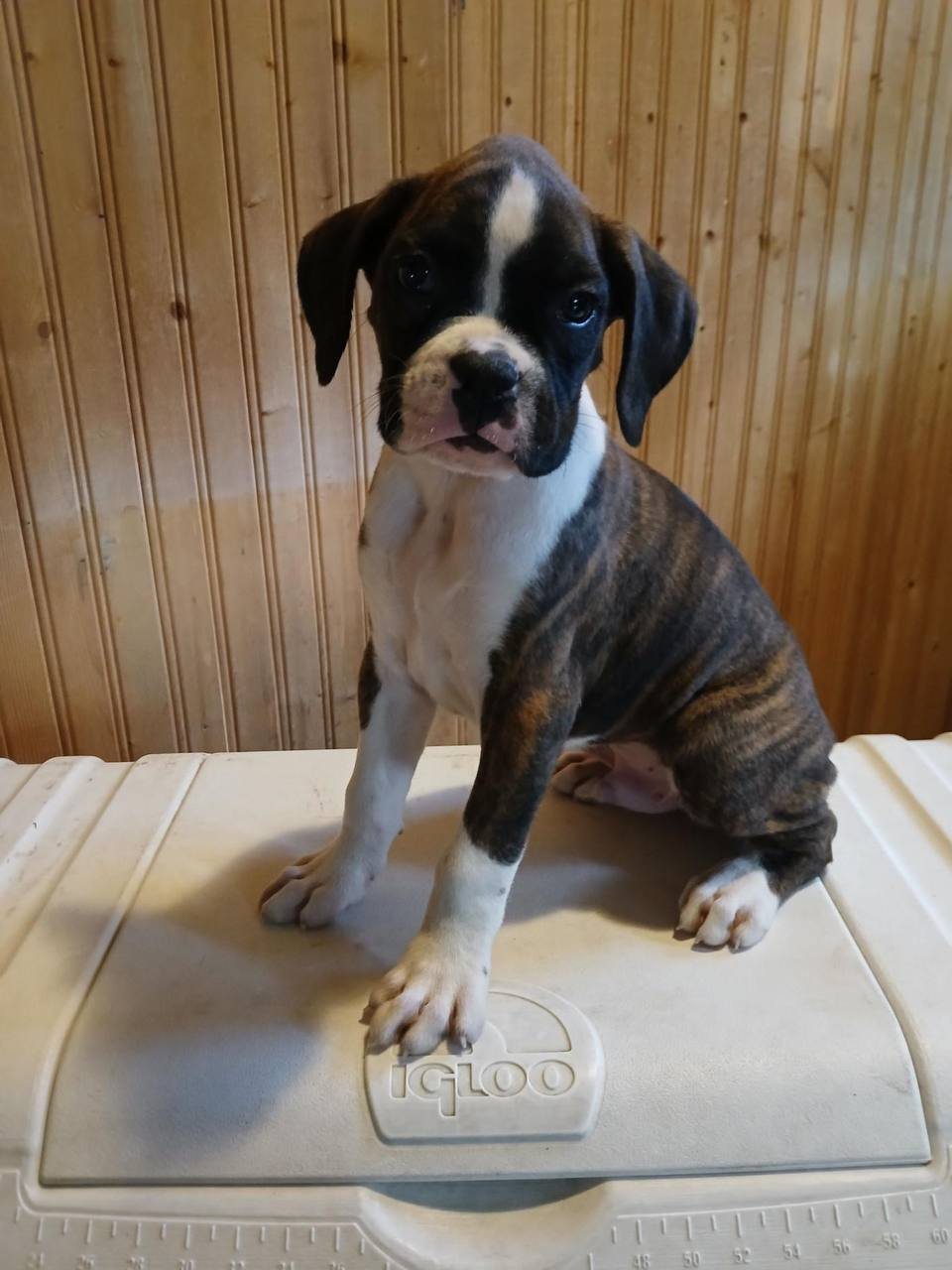 Franklin, a brindle male Boxer puppy
