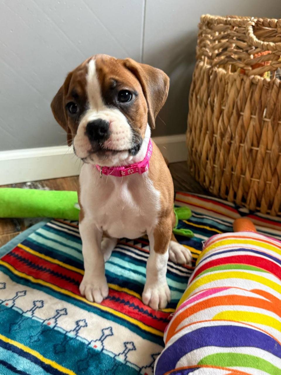 Dolly, fawn female Boxer puppy that has gone home