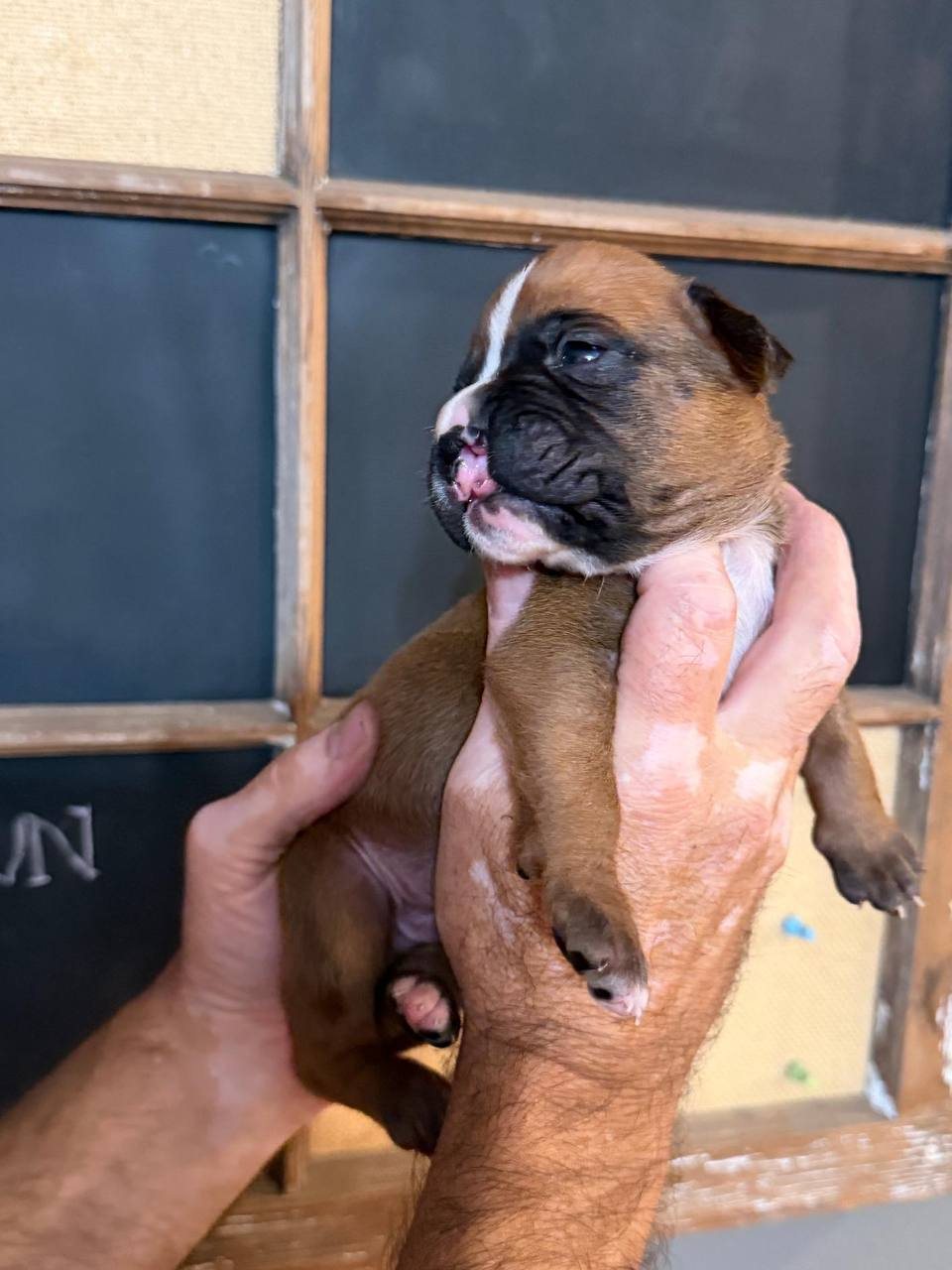 Boy 3, a fawn male Boxer puppy