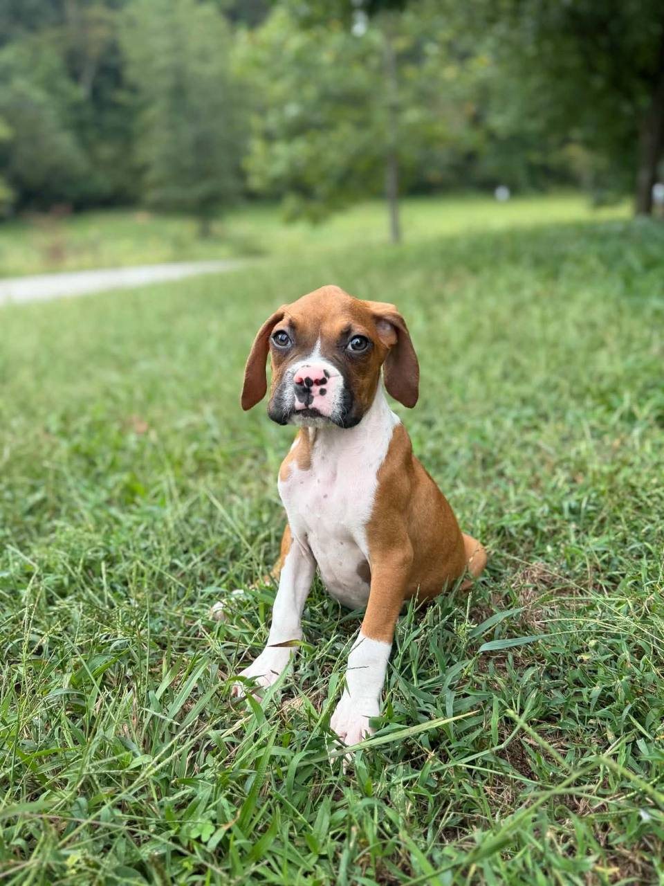 Boy 3, fawn male Boxer puppy that has gone home