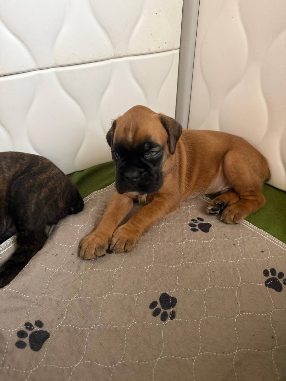 Orange, a fawn male Boxer puppy